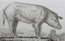 Load image into Gallery viewer, Jacques de Sève, after. Le Verrat. Engraved by Christian Friedrich Fritzsch. 1766.
