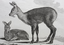 Load image into Gallery viewer, Le Musc. Engraved by O. de Vries. 1785.
