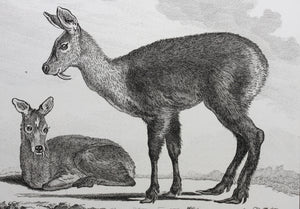 Le Musc. Engraved by O. de Vries. 1785.