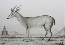 Load image into Gallery viewer, B[uvée?], after. Le Chevreuil des Indes. Engraved by Christian Friedrich Fritzsch. 1785.
