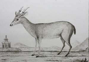 B[uvée?], after. Le Chevreuil des Indes. Engraved by Christian Friedrich Fritzsch. 1785.