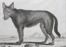 Load image into Gallery viewer, Jacques de Sève, after. Loup Noir. Engraved by Christian Friedrich Fritzsch. 1767.
