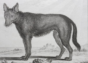 Jacques de Sève, after. Loup Noir. Engraved by Christian Friedrich Fritzsch. 1767.