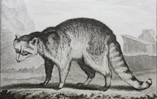 Load image into Gallery viewer, Jacques de Sève, after. Le Raton. Engraved by Christian Friedrich Fritzsch. 1772.
