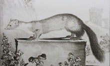 Load image into Gallery viewer, Jacques de Sève, after. La Marte. Engraved by Christian Friedrich Fritzsch. 1772.
