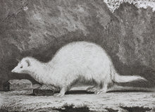 Load image into Gallery viewer, Jacques de Sève, after. Le Furet. Engraved by Christian Friedrich Fritzsch. 1772.
