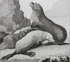 Jacques de Sève, after. L'Ours-Marin. Engraved by O. de Vries. 1785.