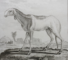Load image into Gallery viewer, Buvée, after. La Brebis des Indes. Engraved by Christian Friedrich Fritzsch. 1769.
