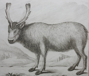 C[lément?]-P[ierre?]  [Marillier?], after. Le Renne. Engraved by Christian Friedrich Fritzsch. 1771.