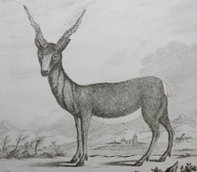 Load image into Gallery viewer, C. Ed., after. l&#39;Antilope. Engraved by Christian Friedrich Fritzsch. 1771.
