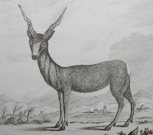 C. Ed., after. l'Antilope. Engraved by Christian Friedrich Fritzsch. 1771.