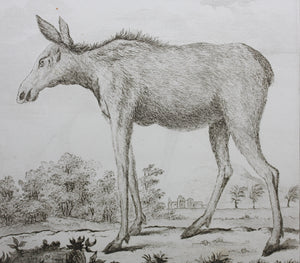 L'Orignal. Engraved by Christian Friedrich Fritzsch. 1771.