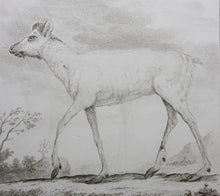 Load image into Gallery viewer, Le Caribou. Engraved by Christian Friedrich Fritzsch. 1771.
