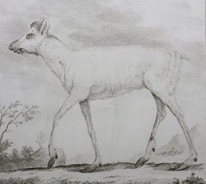 Le Caribou. Engraved by Christian Friedrich Fritzsch. 1771.