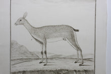 Load image into Gallery viewer, L&#39;Ourebi. Engraved by Christian Friedrich Fritzsch. 1785.
