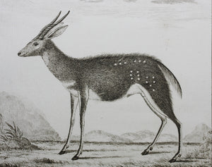 Le Bosbok. Engraved by Christian Friedrich Fritzsch. 1785.
