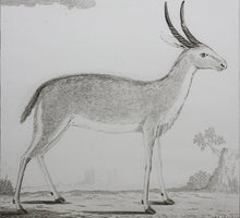 Load image into Gallery viewer, Ritbok Male. Engraved by William Tringham. 1785.
