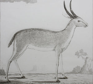Ritbok Male. Engraved by William Tringham. 1785.