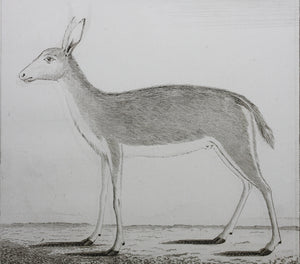 Ritbok Femelle. Engraved by William Tringham. 1785.