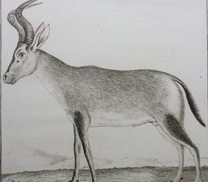 Le Camaa ou le Bubale. Engraved by William Tringham. 1785.