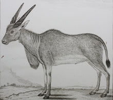 Load image into Gallery viewer, Le Canna. Engraved by William Tringham. 1785.
