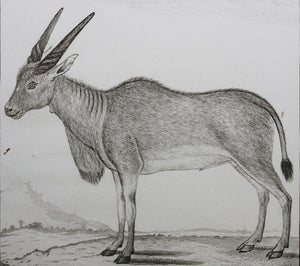 Le Canna. Engraved by William Tringham. 1785.