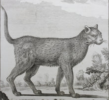 Load image into Gallery viewer, Jacques de Sève, after. Le Chat Sauvage de la Nouvelle Espagne. Engraved by Droyer. 1776.
