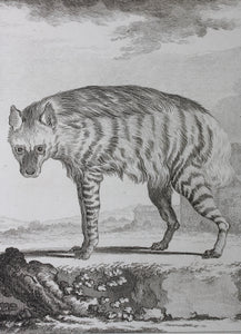 Jacques de Sève, after.  L'Hyaene. Engraved by Pierre Charles Baquoy. 1761.