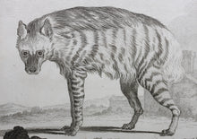 Load image into Gallery viewer, Jacques de Sève, after.  L&#39;Hyaene. Engraved by Pierre Charles Baquoy. 1761.

