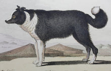 Load image into Gallery viewer, Jacques de Sève, after.  Le Chien D&#39;Islande. Engraved by René Gaillard. Hand-colored. 1755.
