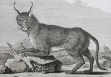 Load image into Gallery viewer, Jacques de Sève, after. Le Caracal de Bengale. Engraved by Louis Le Grand. 1776.
