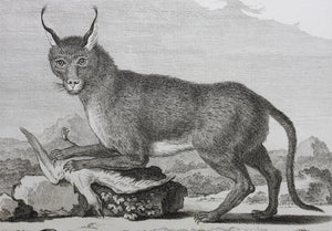 Jacques de Sève, after. Le Caracal de Bengale. Engraved by Louis Le Grand. 1776.