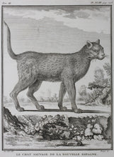 Load image into Gallery viewer, Jacques de Sève, after. Le Chat Sauvage de la Nouvelle Espagne. Engraved by Droyer. 1776.
