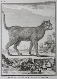 Jacques de Sève, after. Le Chat Sauvage de la Nouvelle Espagne. Engraved by Droyer. 1776.