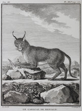 Load image into Gallery viewer, Jacques de Sève, after. Le Caracal de Bengale. Engraved by Louis Le Grand. 1776.
