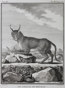 Jacques de Sève, after. Le Caracal de Bengale. Engraved by Louis Le Grand. 1776.