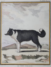 Load image into Gallery viewer, Jacques de Sève, after.  Le Chien D&#39;Islande. Engraved by René Gaillard. Hand-colored. 1755.
