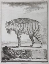 Load image into Gallery viewer, Jacques de Sève, after.  L&#39;Hyaene. Engraved by Pierre Charles Baquoy. 1761.
