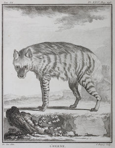 Jacques de Sève, after.  L'Hyaene. Engraved by Pierre Charles Baquoy. 1761.