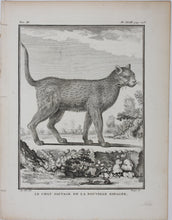 Load image into Gallery viewer, Jacques de Sève, after. Le Chat Sauvage de la Nouvelle Espagne. Engraved by Droyer. 1776.

