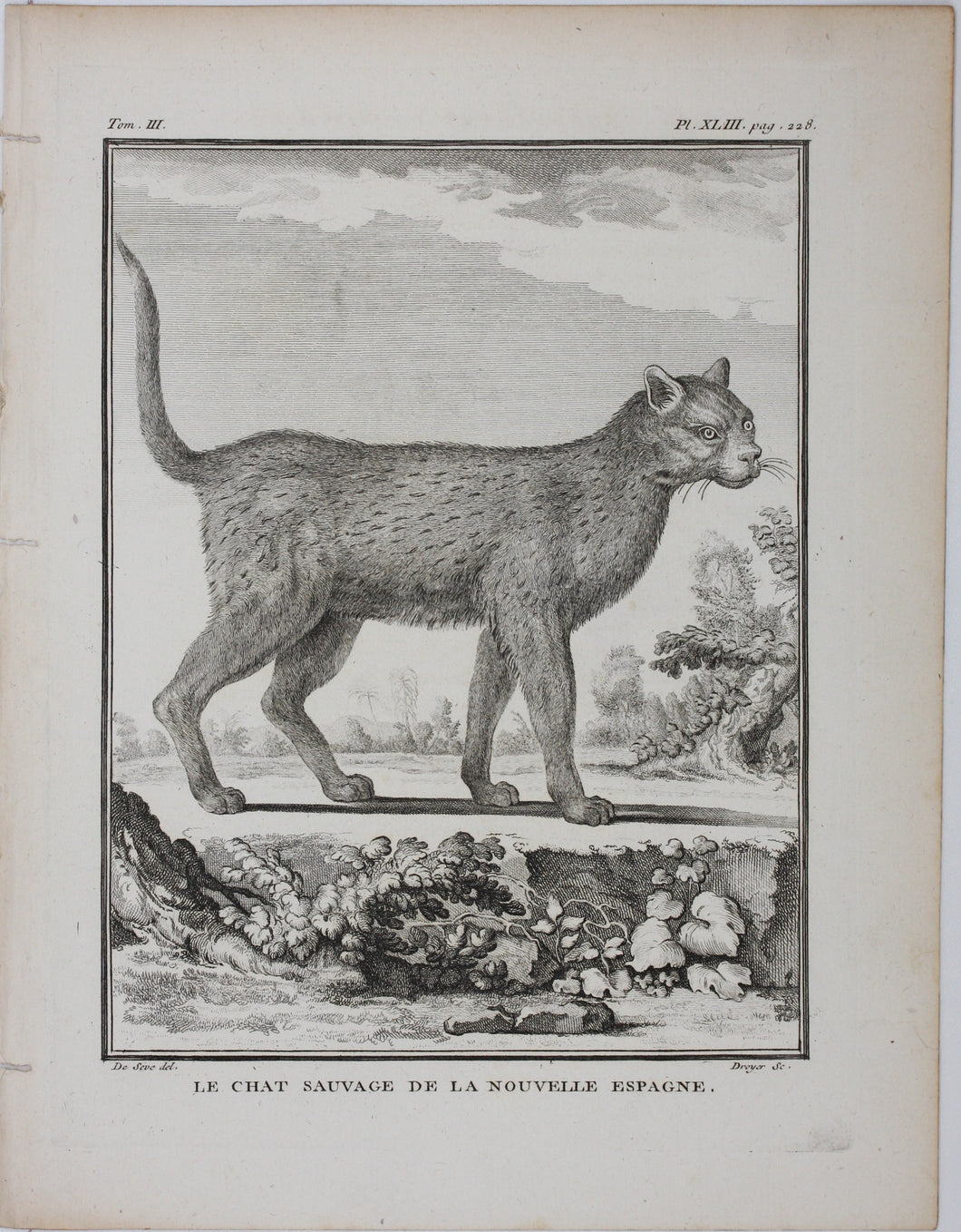 Jacques de Sève, after. Le Chat Sauvage de la Nouvelle Espagne. Engraved by Droyer. 1776.