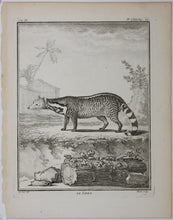 Load image into Gallery viewer, Jacques de Sève, after. Le Zibet. Engraved by Pierre-Etienne Moitte. 1761.
