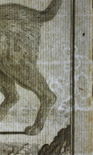 Load image into Gallery viewer, Jacques de Sève, after. Le Chat Sauvage de la Nouvelle Espagne. Engraved by Droyer. 1776.

