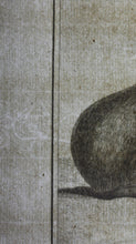 Load image into Gallery viewer, Jacques de Sève, after. L&#39;Ours-Marin. Engraved by O. de Vries. 1785.
