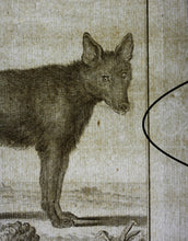 Load image into Gallery viewer, Jacques de Sève, after. Loup Noir. Engraved by Christian Friedrich Fritzsch. 1767.
