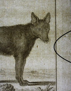 Jacques de Sève, after. Loup Noir. Engraved by Christian Friedrich Fritzsch. 1767.