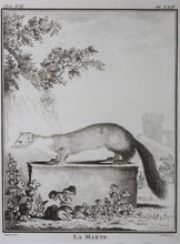 Load image into Gallery viewer, Jacques de Sève, after. La Marte. Engraved by Christian Friedrich Fritzsch. 1772.
