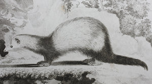 Jacques de Sève, after. Le Furet Putois. Engraved by Christian Friedrich Fritzsch. 1772.