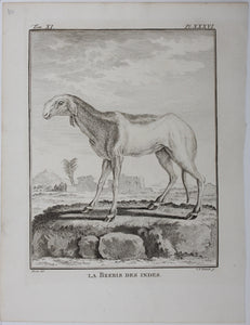 Buvée, after. La Brebis des Indes. Engraved by Christian Friedrich Fritzsch. 1769.