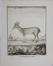 Load image into Gallery viewer, B[uvée?], after. Le Chevreuil des Indes. Engraved by Christian Friedrich Fritzsch. 1785.
